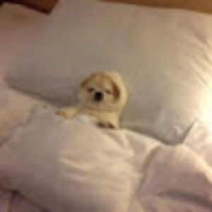 Meet your Posher, Scarlett